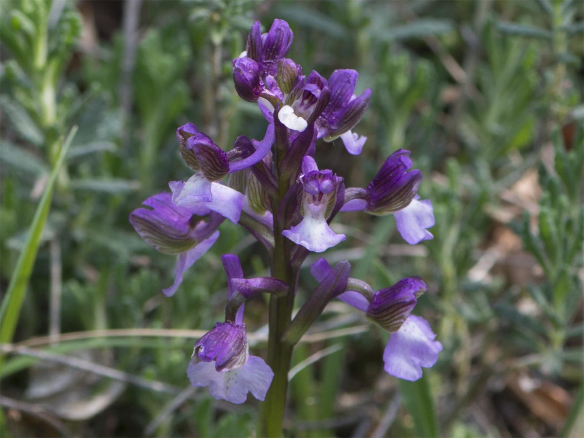 Orchis morio